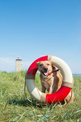 Veterinary Neurology and Imaging of the Chesapeake