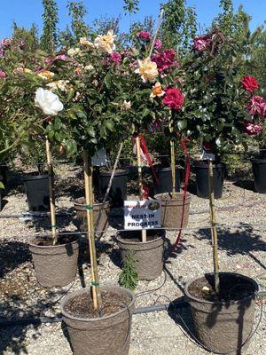 Rose trees with bird nest warning sign