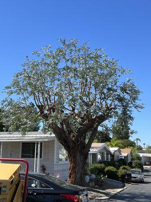 Real Natural Art. Laced Eucalyptus Tree