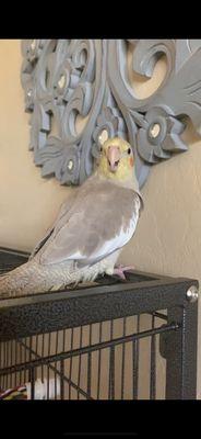 Here is my cockatiel. We got him from Pretty Feathers. He is a great bird, and he's silly!