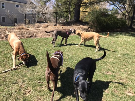 Play date at a client's house