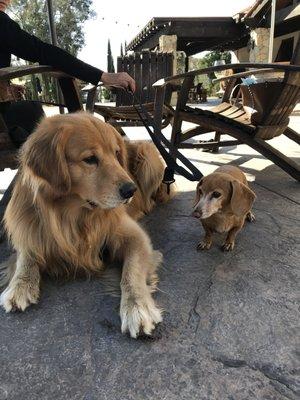 Dug & Kinsey enjoying the afternoon at Topa Mountain Winery