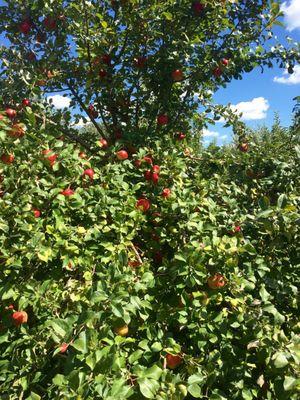 Lots of yummy Honeycrisp apples!