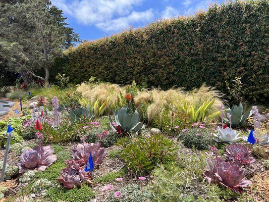 Colorful succulent and water-wise flower garden in La Jolla