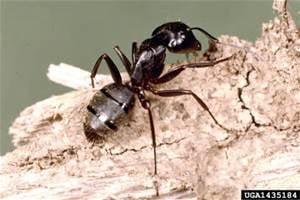 Carpenter Ant