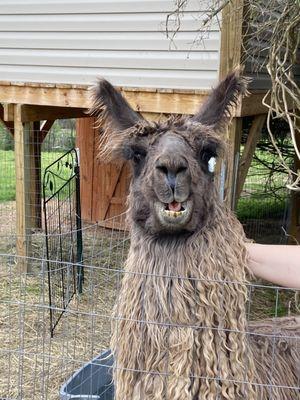 Cuzin It was our favorite llama. He had the nicest smile.