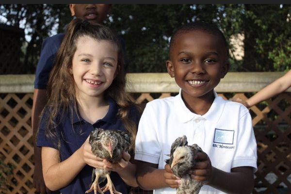 Caring for our chickens