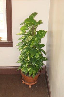 vertical philodendron