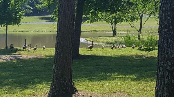 Kudzu geese and goslings enjoying the day!