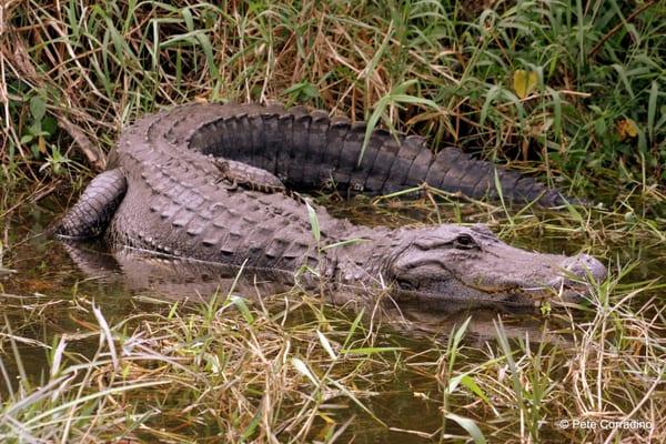 Mama and baby gators