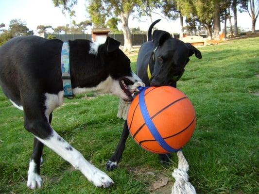 Rio & Jasper throwing hoops