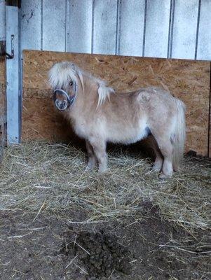 Meet Peanut our newest member of Sanford's ranch. You can book him for your future events