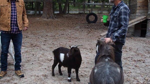 Play with animals at one of our individual or corporate retreats in East Texas