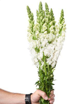 FMI Farms Flower Wholesale