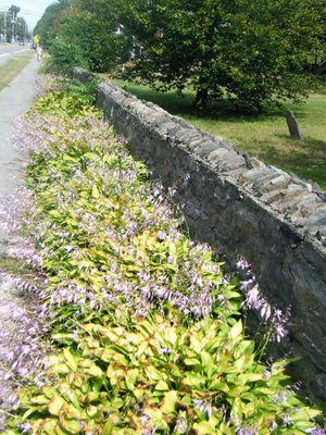 Lots of hostas in front of wall