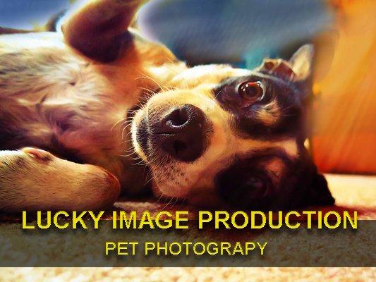 Lucky Image Production-Pet Photography She can be your puppy!