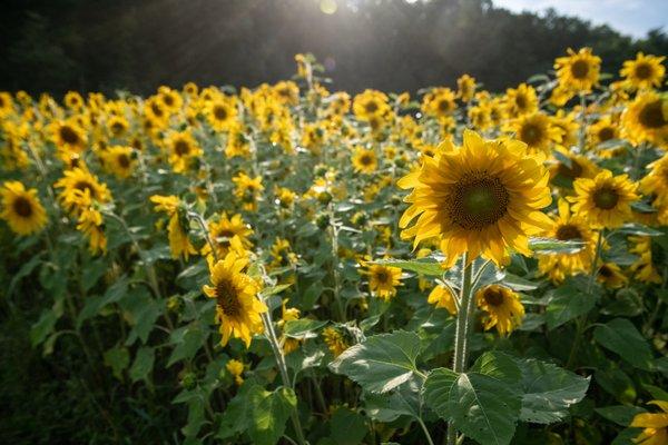 West Virginia Sunflower Festival takes place at our field Sept 3-11, 2022.