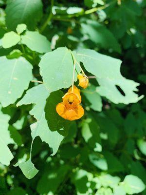 Flower found on this trail