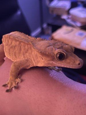 Crested Gecko