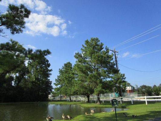 Front pond