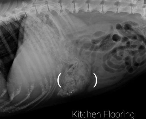 Radiograph of the kitchen flooring in my dogs stomach!