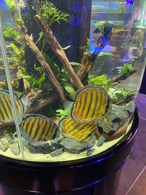 Discus display tank (nfs)