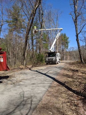 A Certified Arborist