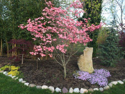 Dogwood and creeping phlox. 
Hoch's Landscaping 2019