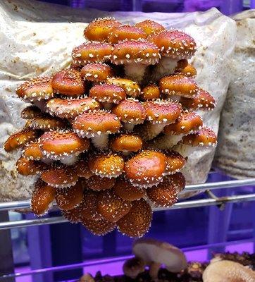 Chestnut mushrooms growing in our mushroom fruiting chamber