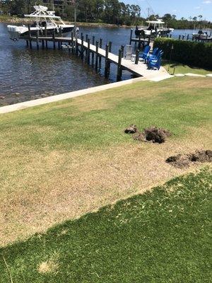 Zoysia grass with coverage issue corrected by relocation of heads