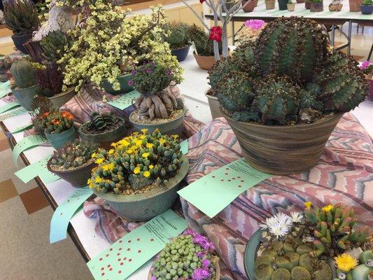 CACTUS AND SUCCULENT SHOW (10.09.16)