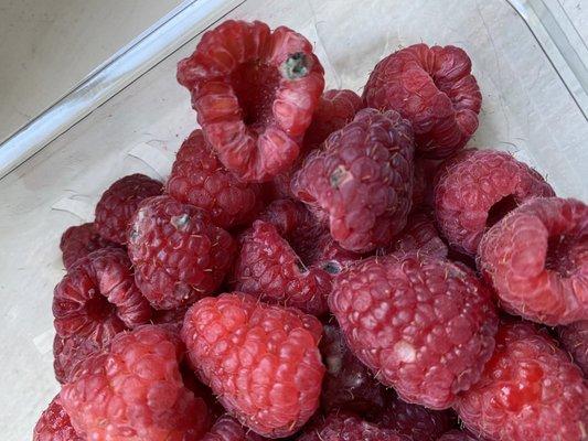 Mildewed Raspberries