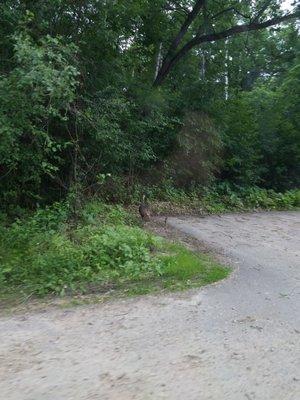 Wild turkey mom with about 8 chicks.