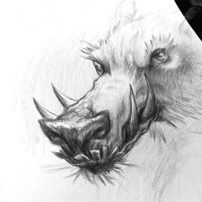 Pencil Boar Drawing