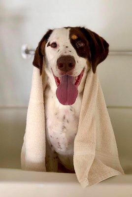 We offer pampering baths! Wash, conditioning, brushouts, and hand blowdry treatments