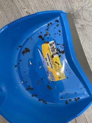 Swept up roaches from KITCHEN