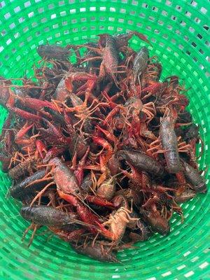 Live crawfish