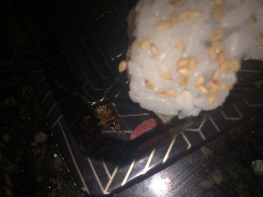 zoom up of baby cockroach