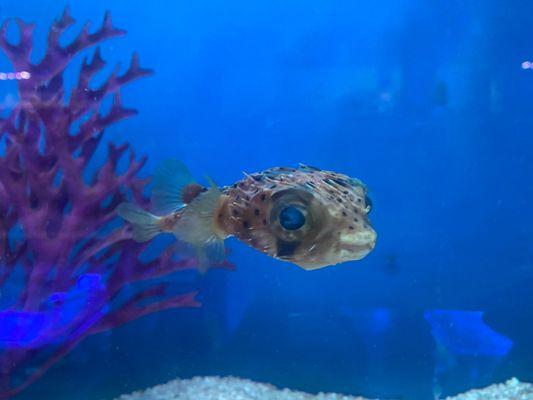 Hi little guy! (Puffer Fish)