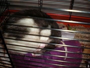 My Rat, Oozjie :0)