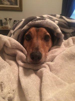 Gabe, our dachshund beagle mix.