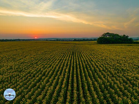 Beautiful Sunrise Drone Picture of 200 acres of sunflowers near Waco!