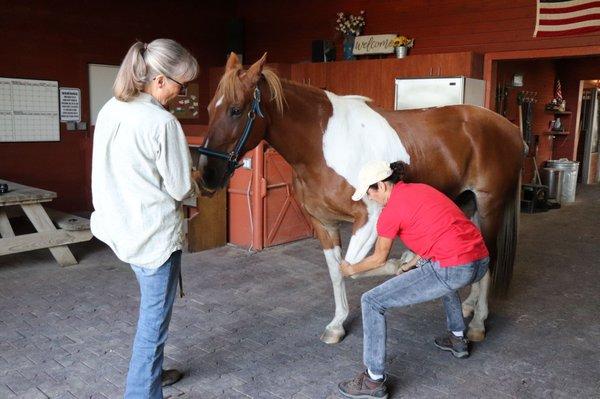 Kansas Equine Massage