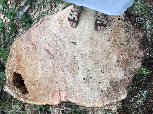 The willow tree stump. Very large!