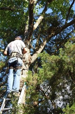 Another day at work.Deadwooded a tree.