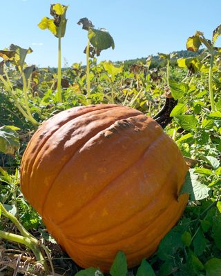 Melick's Town Farm