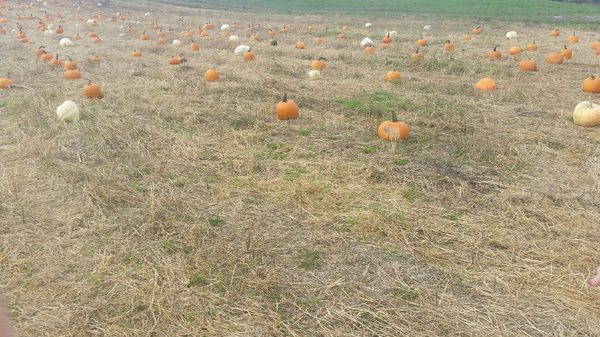 Pick your own pumpkin