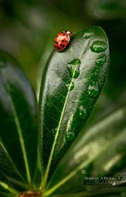 Ladybug - Robert A. Boyd