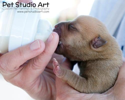 A puppy being bottle fed by one of GAO's volunteers.