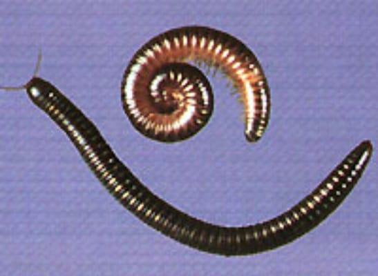 Millipedes are just another type of pest we remedy. Let us know